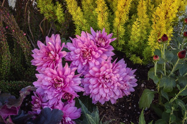 Garden dahlias