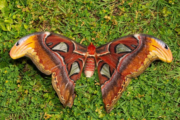 Atlas silkmoth moth with open wings sitting in green grass from behind