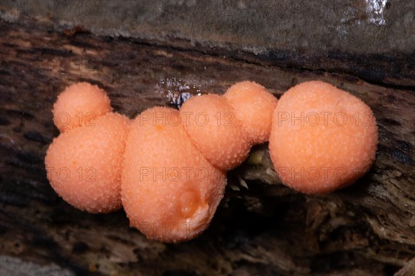 Blood milk mushroom six salmon red fruiting bodies next to each other on tree trunk