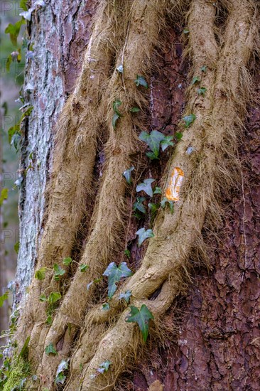 Thick ivy root