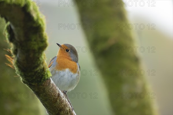 European robin