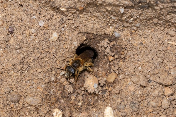 Yellow-banded sweat bee crawling on ground from nest hole looking diagonally left