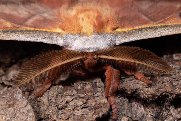 Japanese oak silk moth moth head portrait on tree trunk from the front