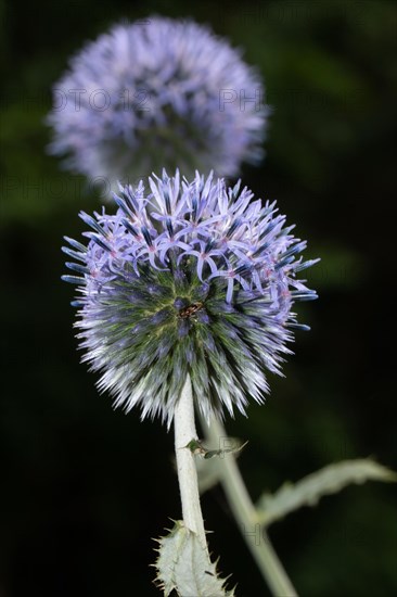 Blue globe thistle two blue flowers in a row