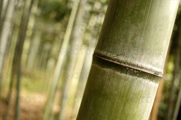 Close-up of a bamboo trunk in the Arashiyama bamboo forest in Kyoto