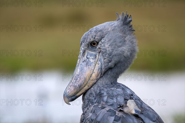 Shoebill