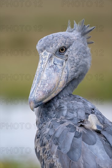 Shoebill