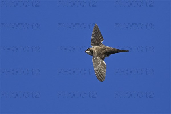 Alpine swift