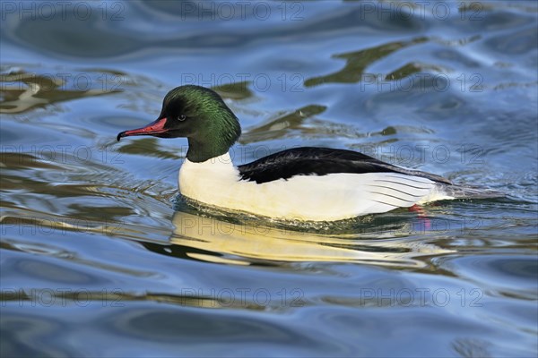 Common merganser