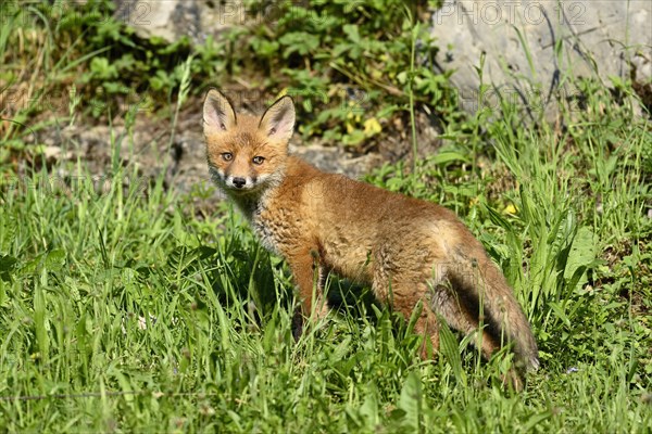 Red fox