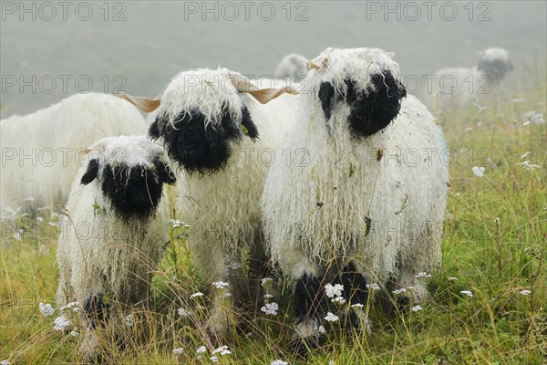 Valais black-nosed domestic sheep