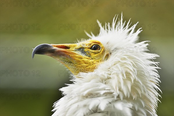 Egyptian vulture