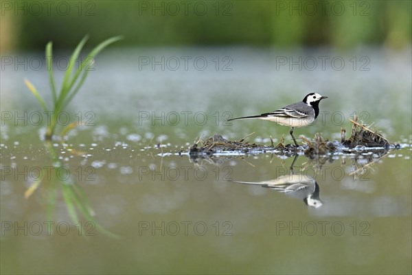 White wagtail