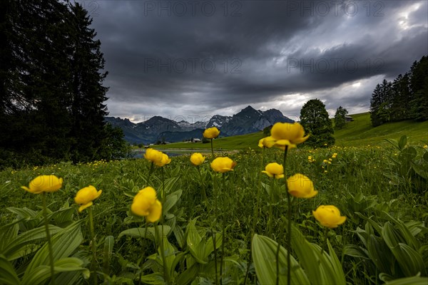 Globeflowers