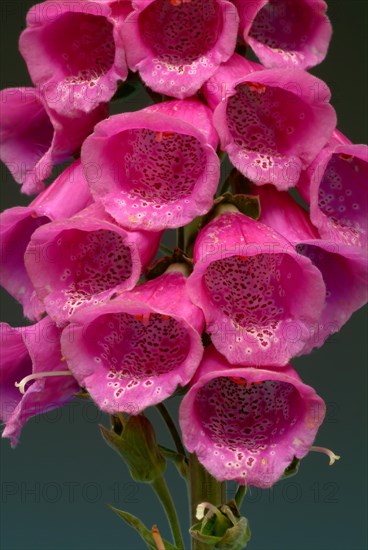 Common foxglove