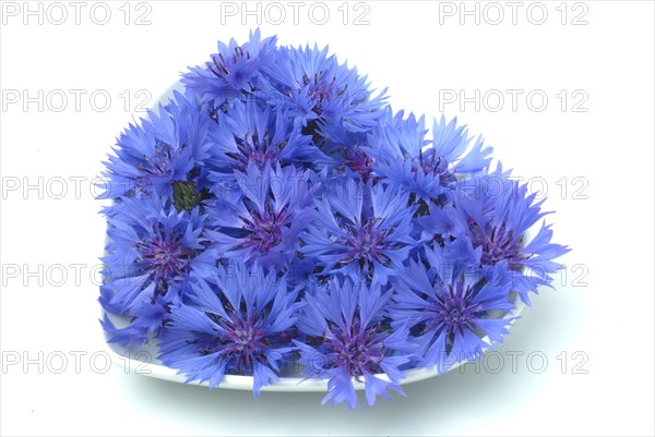 Cornflower