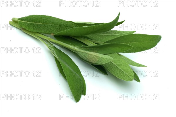 Common sage