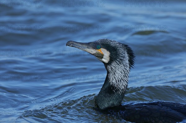 Great cormorant