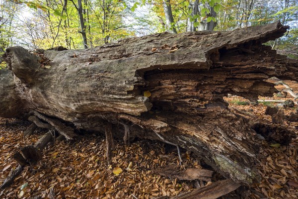 Fallen dead tree trunk in autumnal beech forest