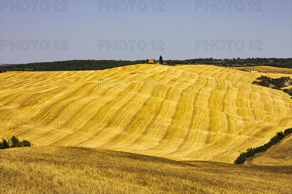 Harvested cornfield
