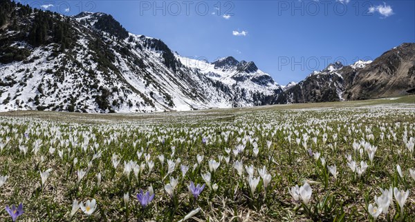 Meadow full of white and purple crocuses