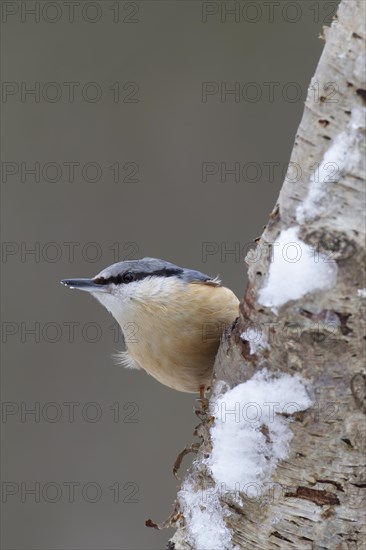 European nuthatch