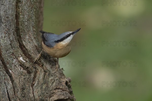 European nuthatch