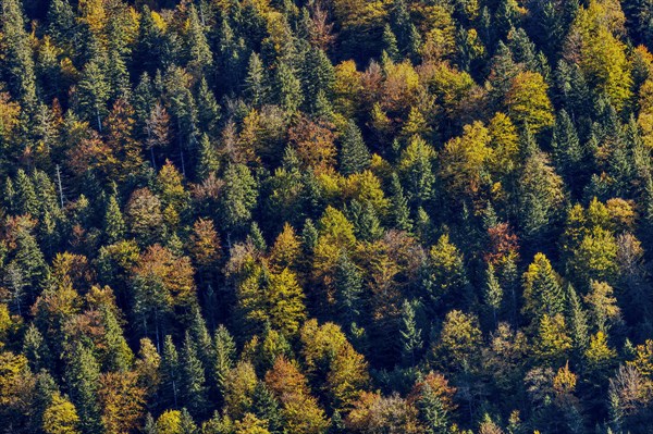 Mountain forest in autumn