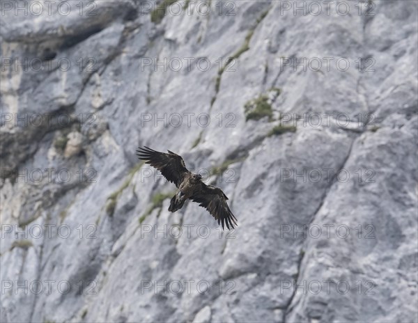 Juvenile bearded vulture