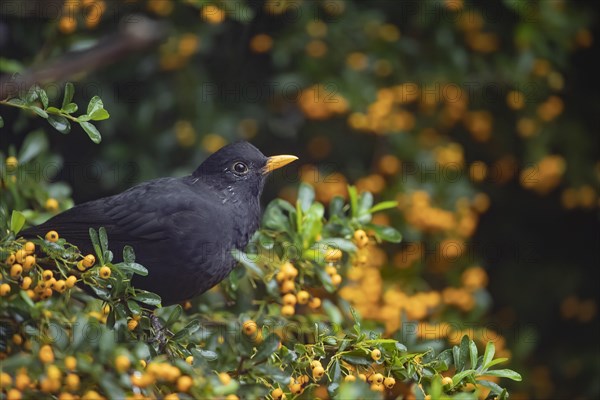 European blackbird