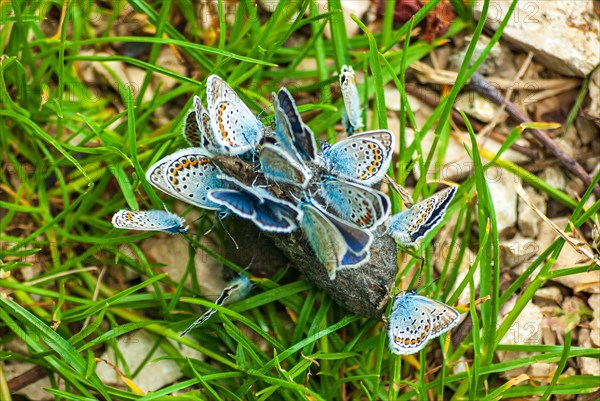 A cluster of blue butterflies