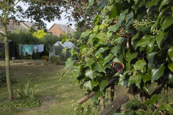 Red admiral