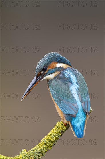 Common kingfisher