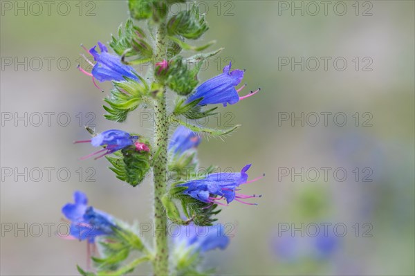 Common viper's bugloss