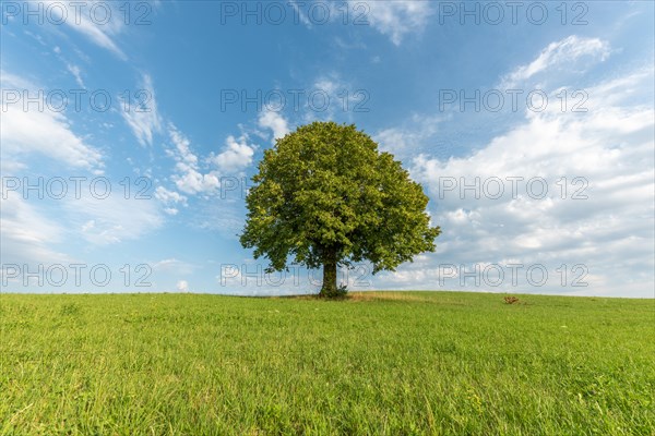 Lone basswood tree on a hill in the landscape. Jura