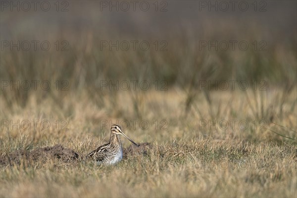 Common Snipe