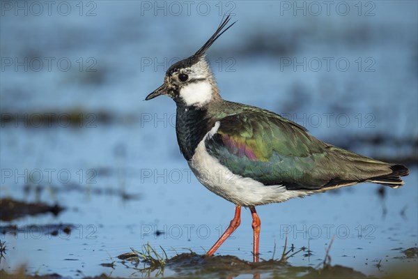 Northern lapwing