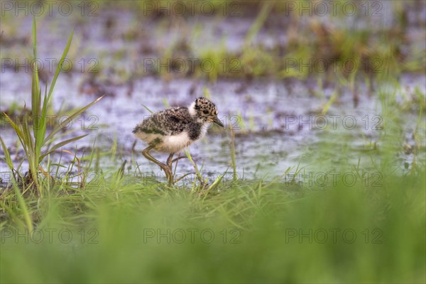 Young northern lapwing