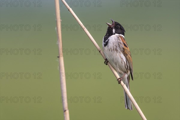 Singing Reed Bunting