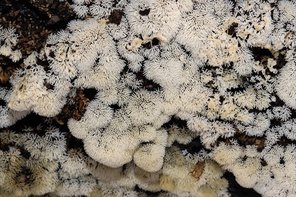 White-yellow net cushion many yellow-white fruiting bodies next to each other on tree trunk