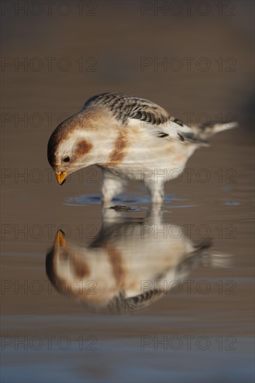 Snow bunting