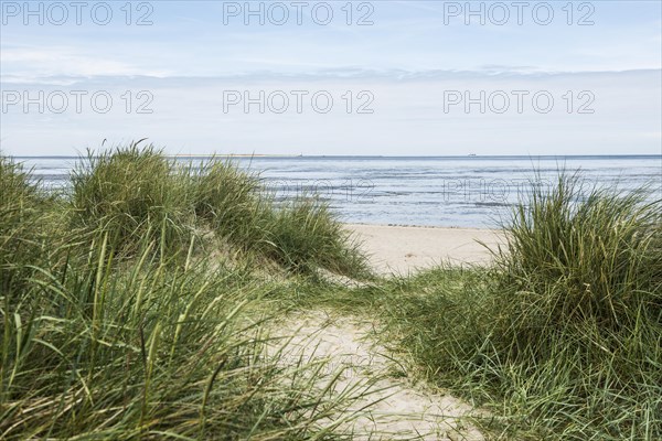 European marram grass