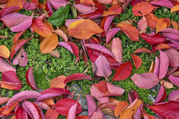 Red autumn leaves of the cultivar ornamental apple coccinella and moss