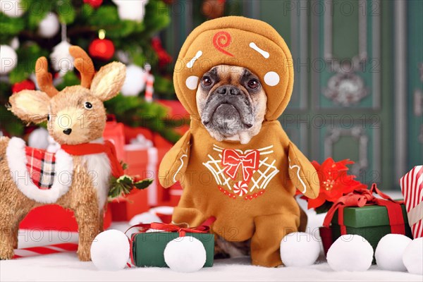 Funny French Bulldog wearing gingerbread Christmas costume with arms surrounded by festive decoration