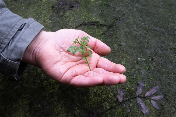 Wood bitter-cress