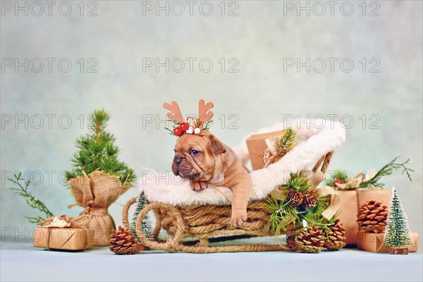 Cute French Bulldog dog puppy in Christmas sleigh carriage surrounded by seasonal decoration