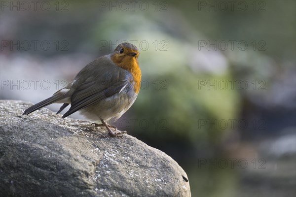 European robin