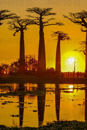 Backlight of the Avenue de Baobabs at sunset near Morondavia