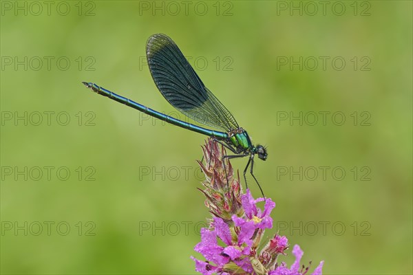 Banded demoiselle