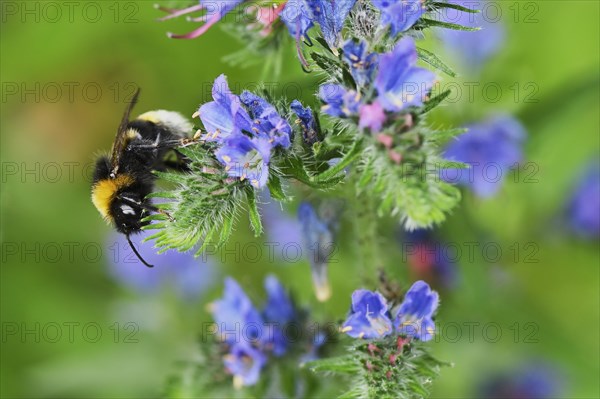 Early bumblebee